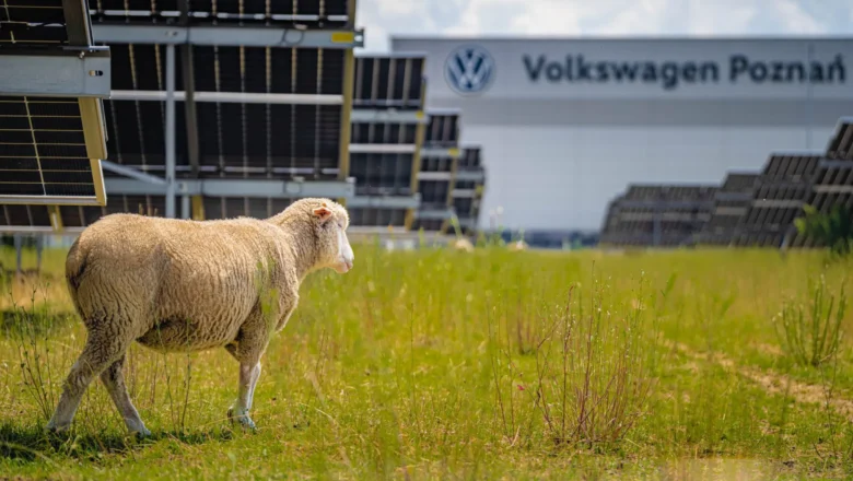 VW nomainīja zāles pļāvējus pret 100 aitām